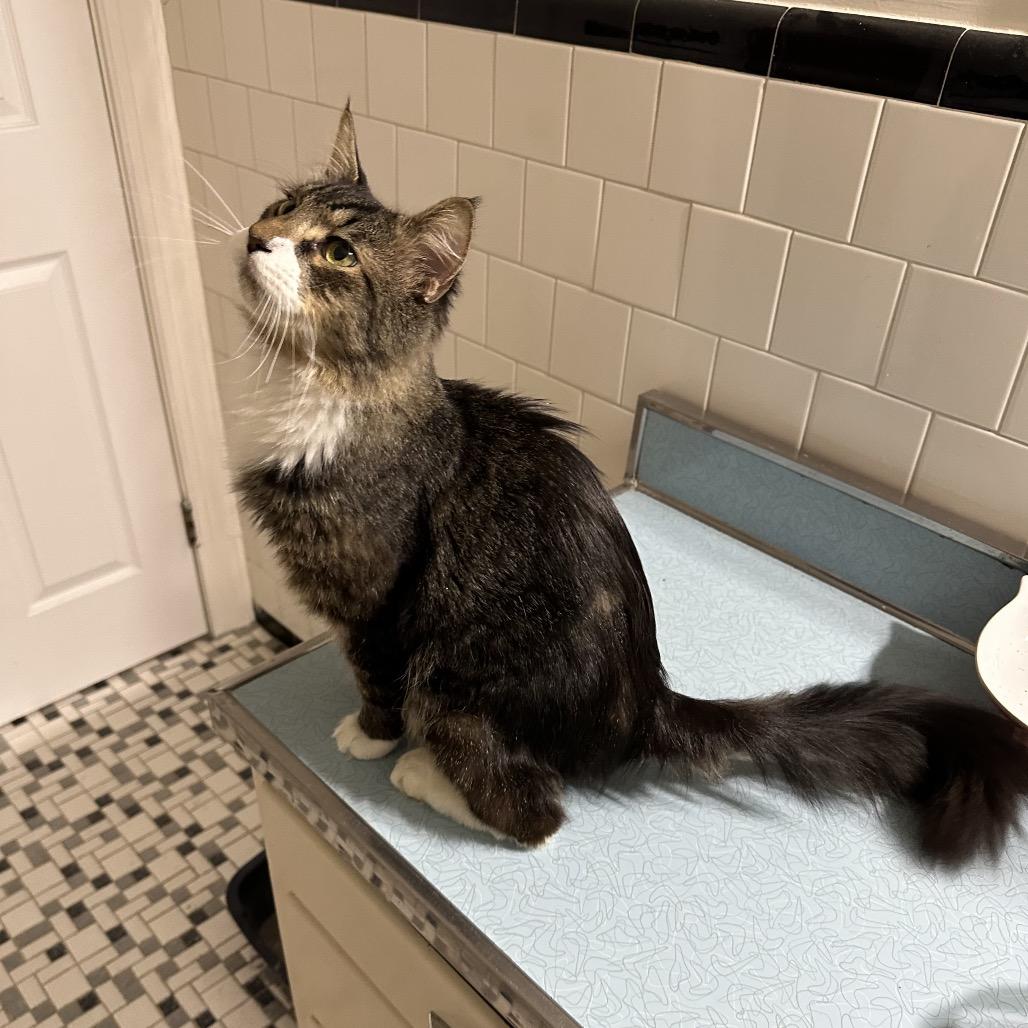 Mr Molly, a Adoptable Domestic Long Hair in Ashland, VA image 1/3