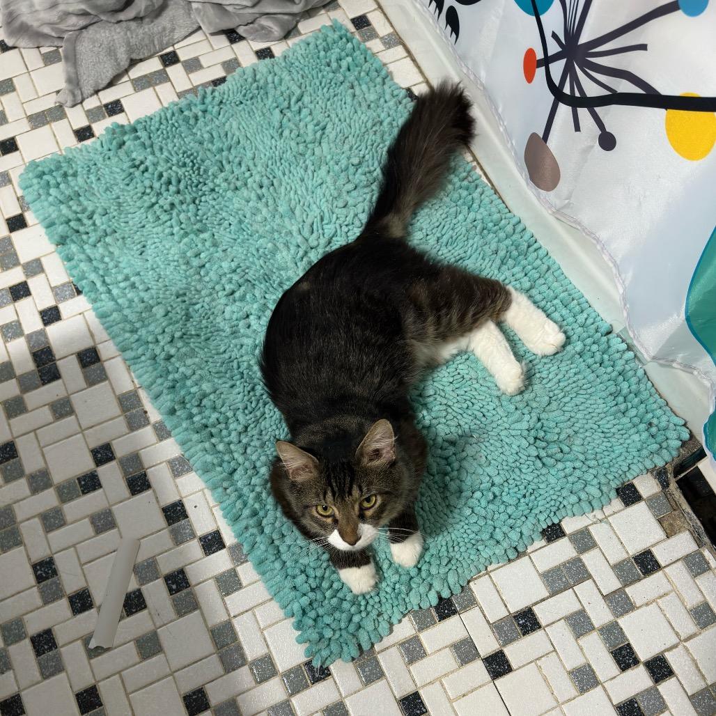 Mr Molly, a Adoptable Domestic Long Hair in Ashland, VA image 2/3