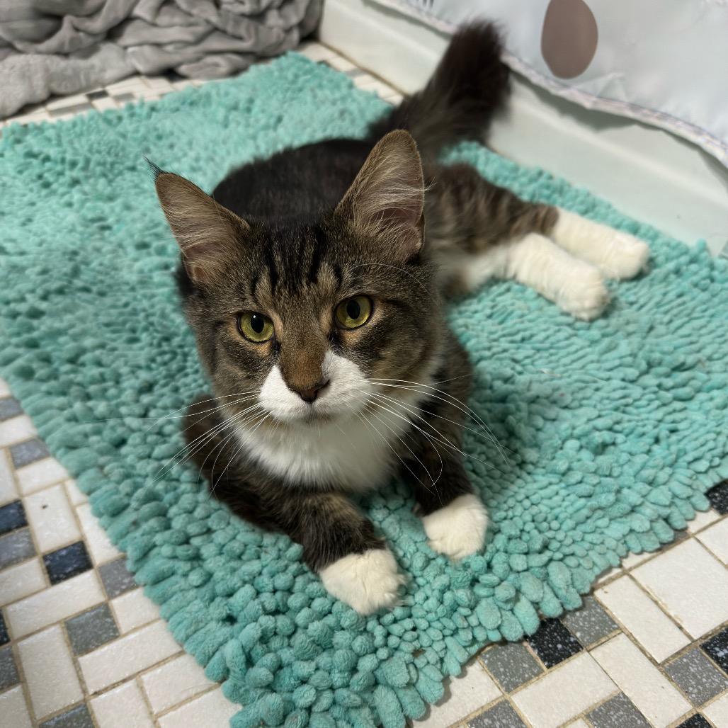 Mr Molly, a Adoptable Domestic Long Hair in Ashland, VA image 3/3