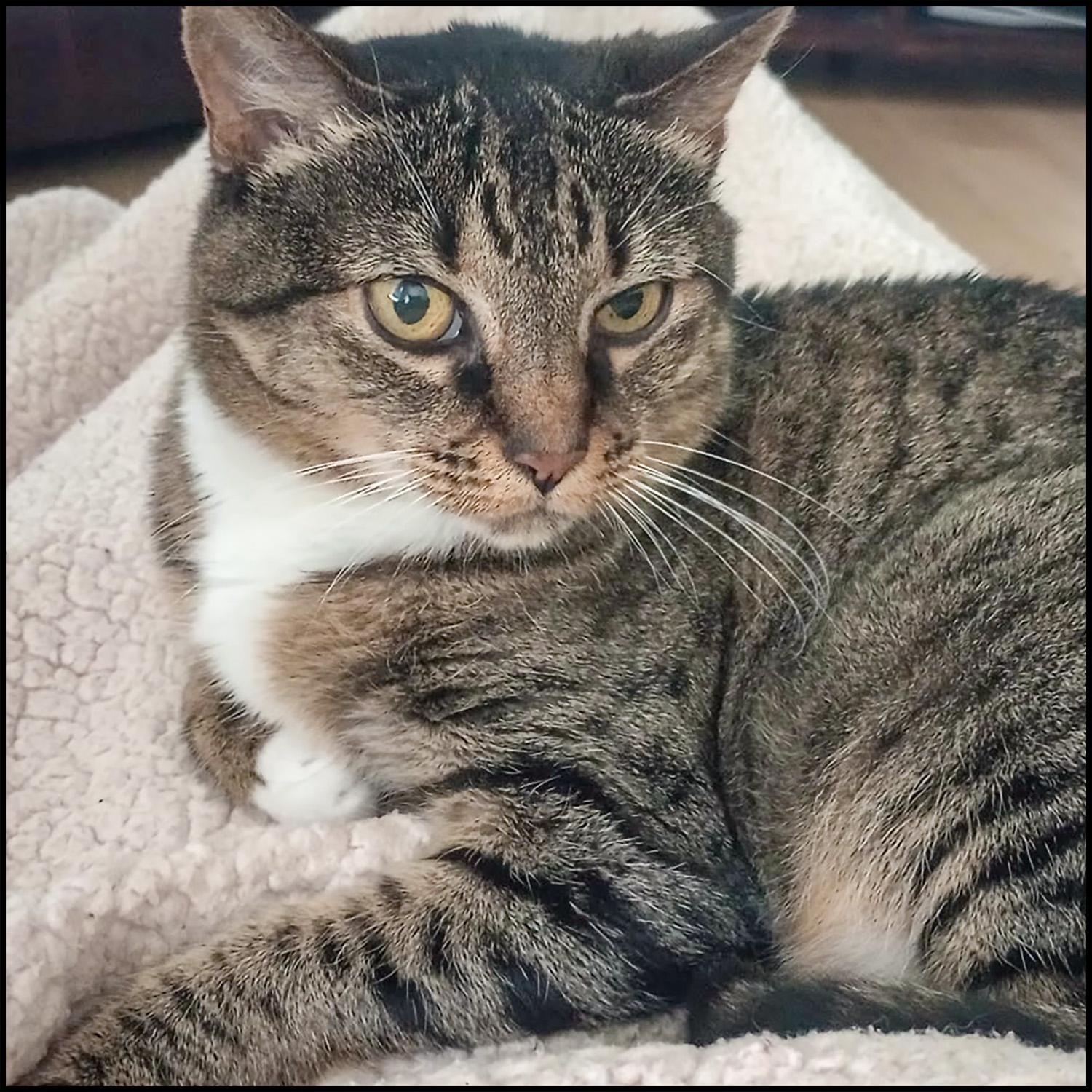Katie, Adult Female unknown