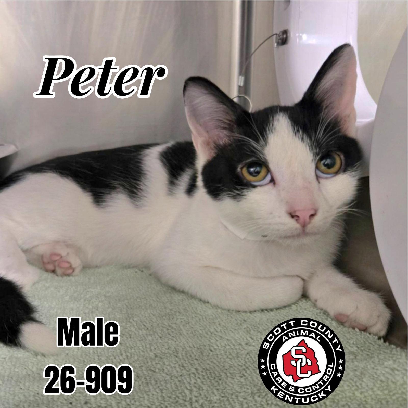 Enlarge Peter, a Adoptable Domestic Short Hair in Georgetown, KY image 1/1