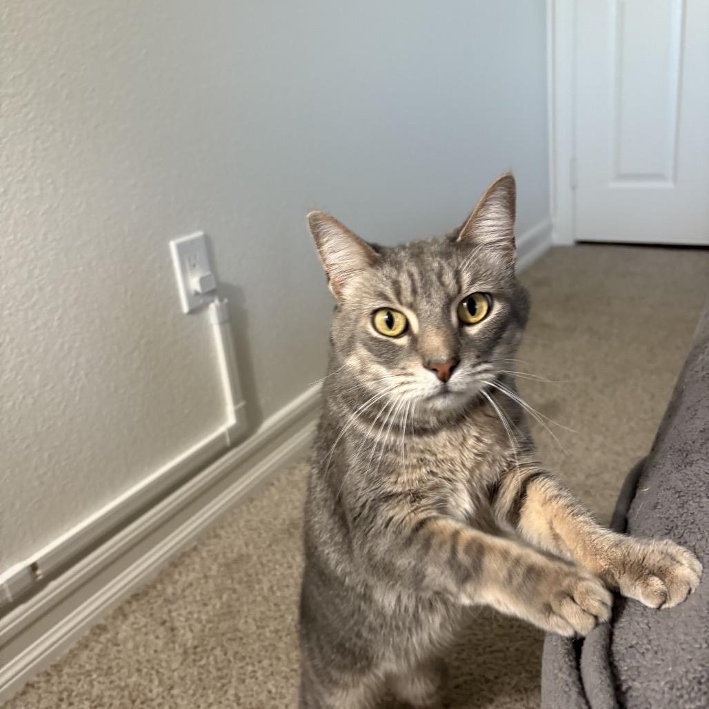 Cookie, Adoptable, Adult Male American Shorthair.