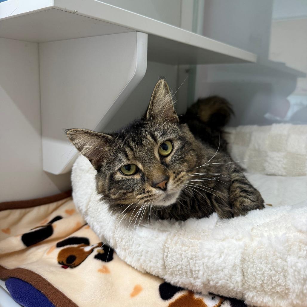 Enlarge Whiskey, a Adoptable Domestic Medium Hair in Branford, CT image 1/1