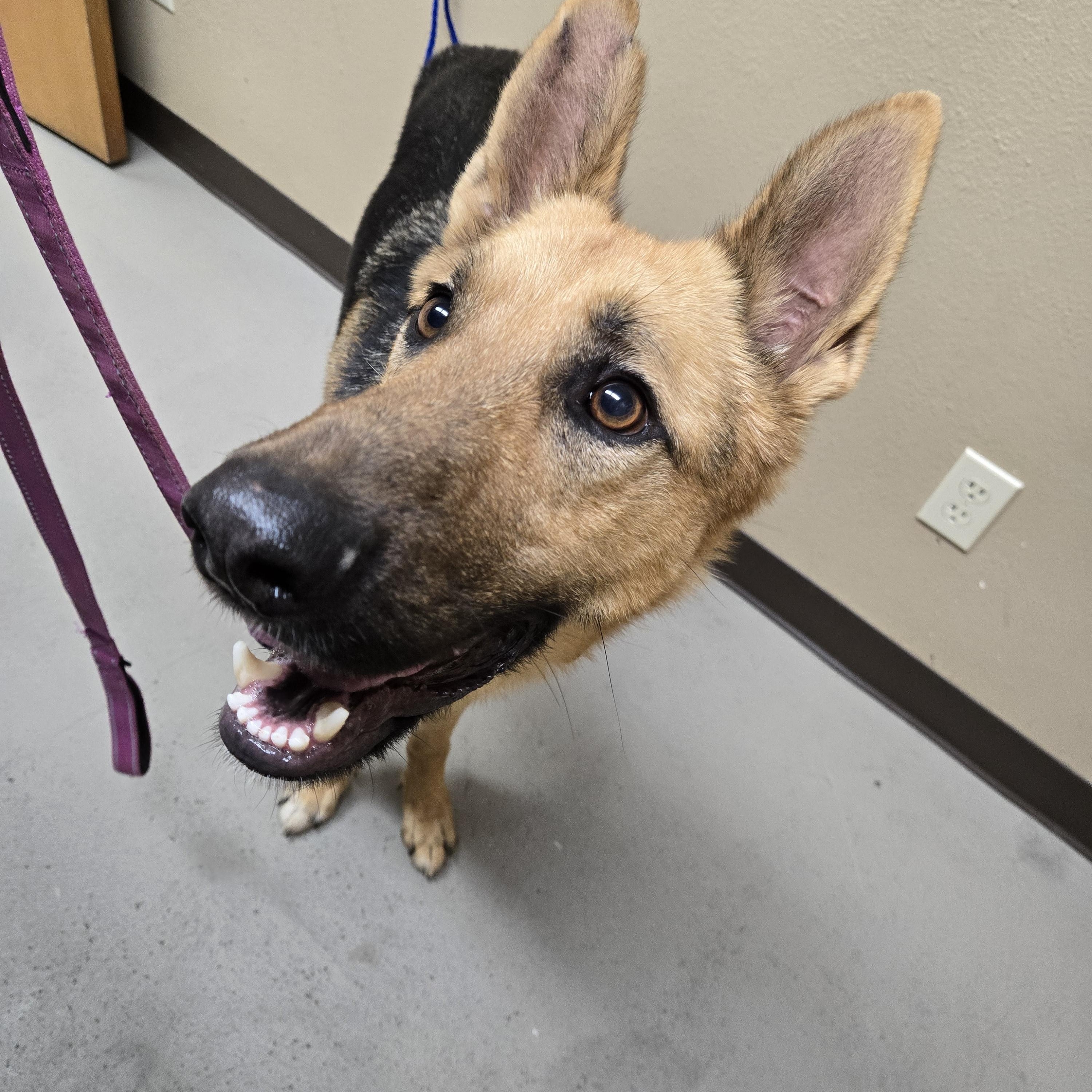Rocky, a ADOPTABLE German Shepherd Dog in Fouke, AR image 2/5