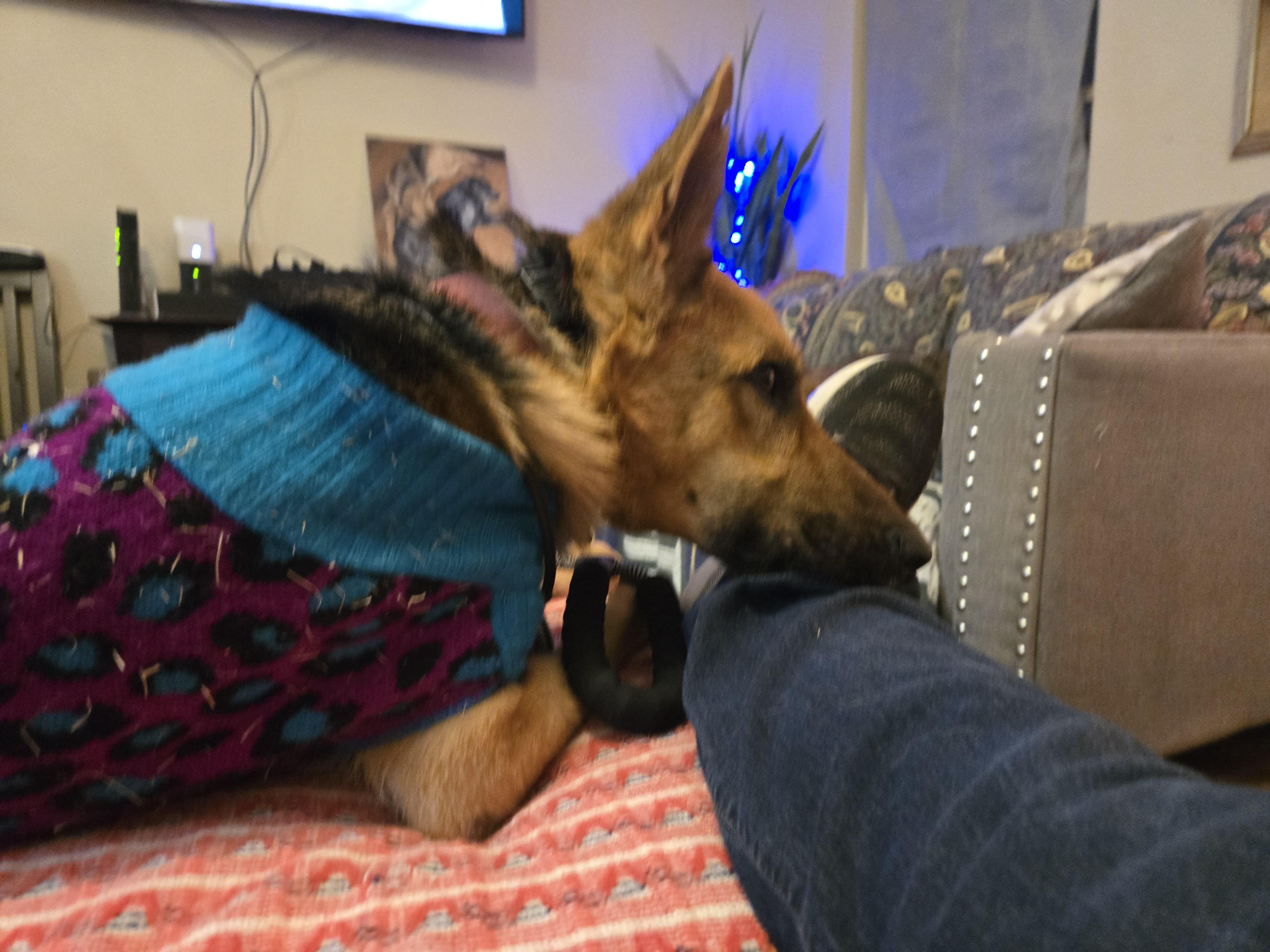 Rocky, a ADOPTABLE German Shepherd Dog in Fouke, AR image 5/5