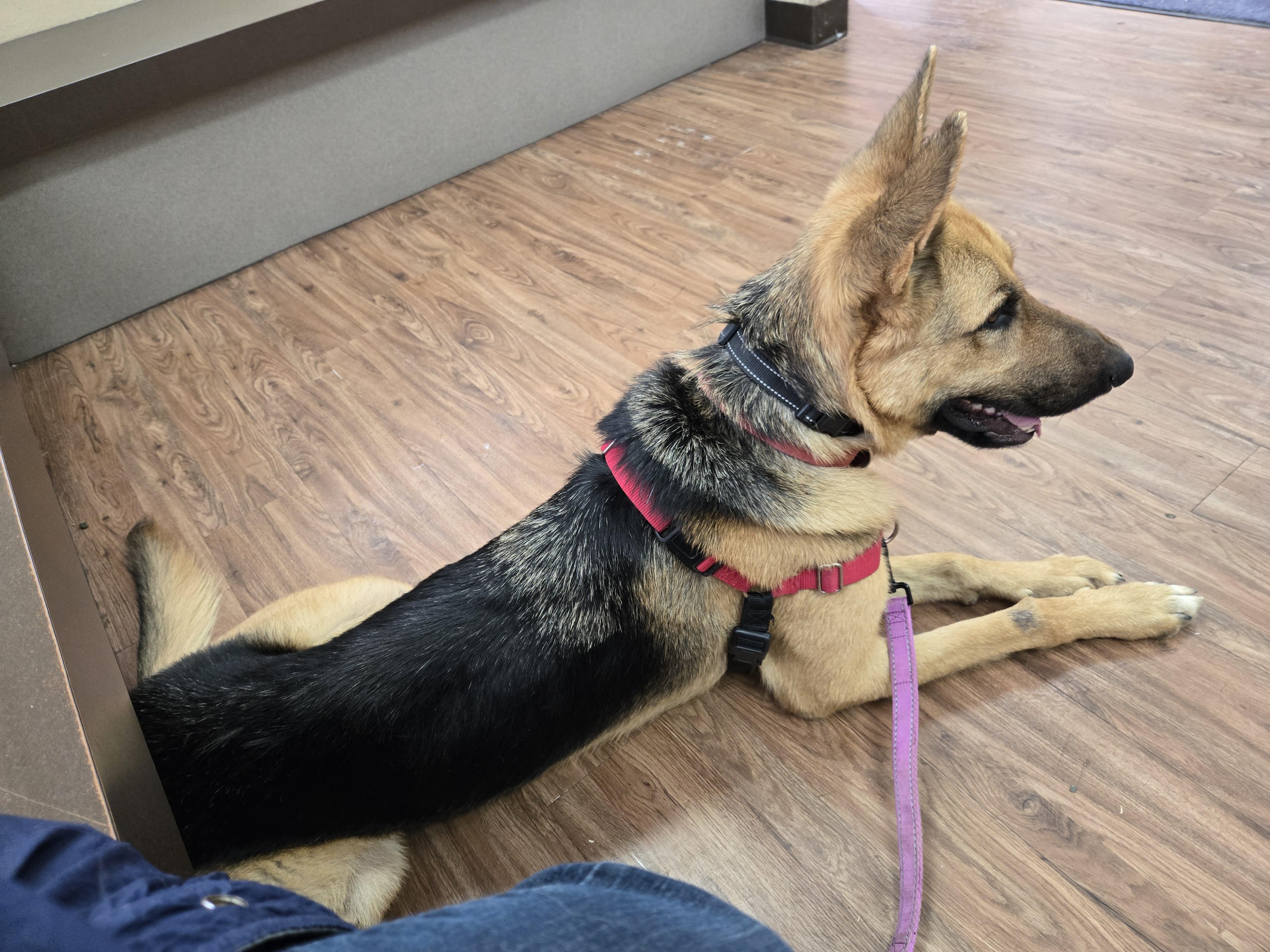 Rocky, a ADOPTABLE German Shepherd Dog in Fouke, AR image 3/5