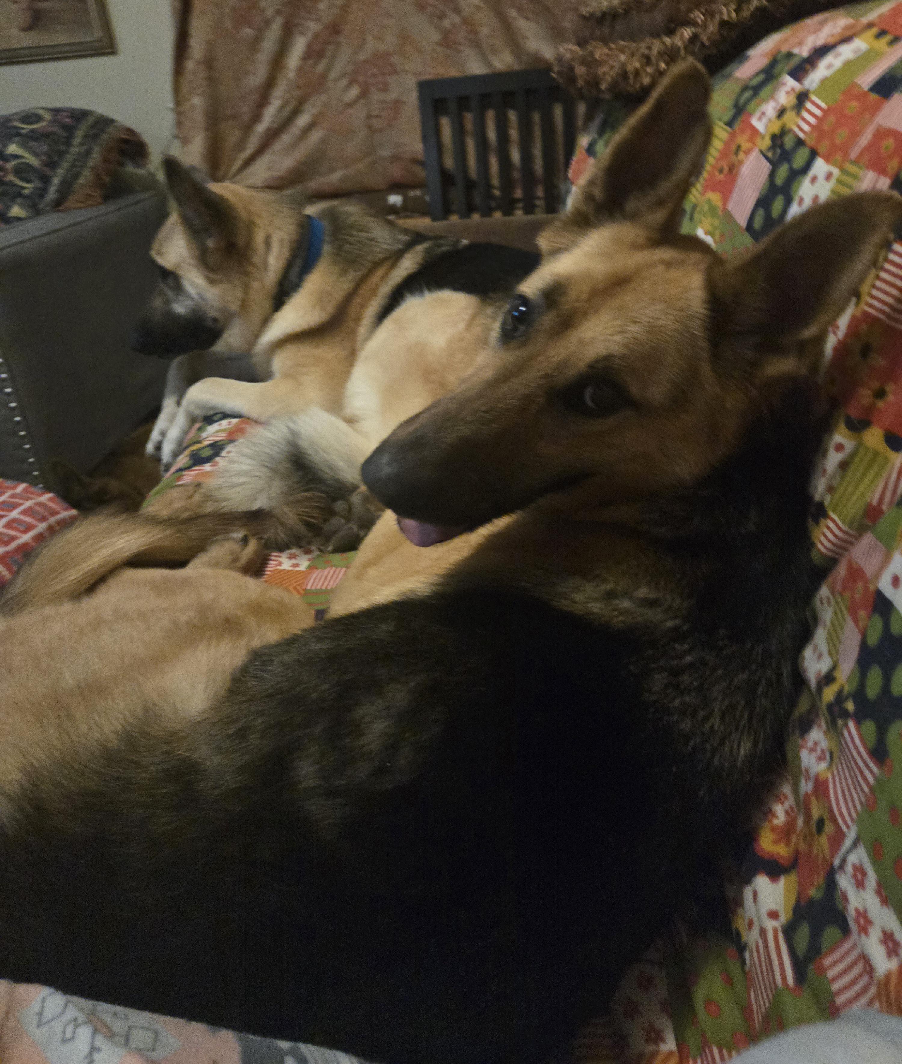 Rocky, a ADOPTABLE German Shepherd Dog in Fouke, AR image 4/5