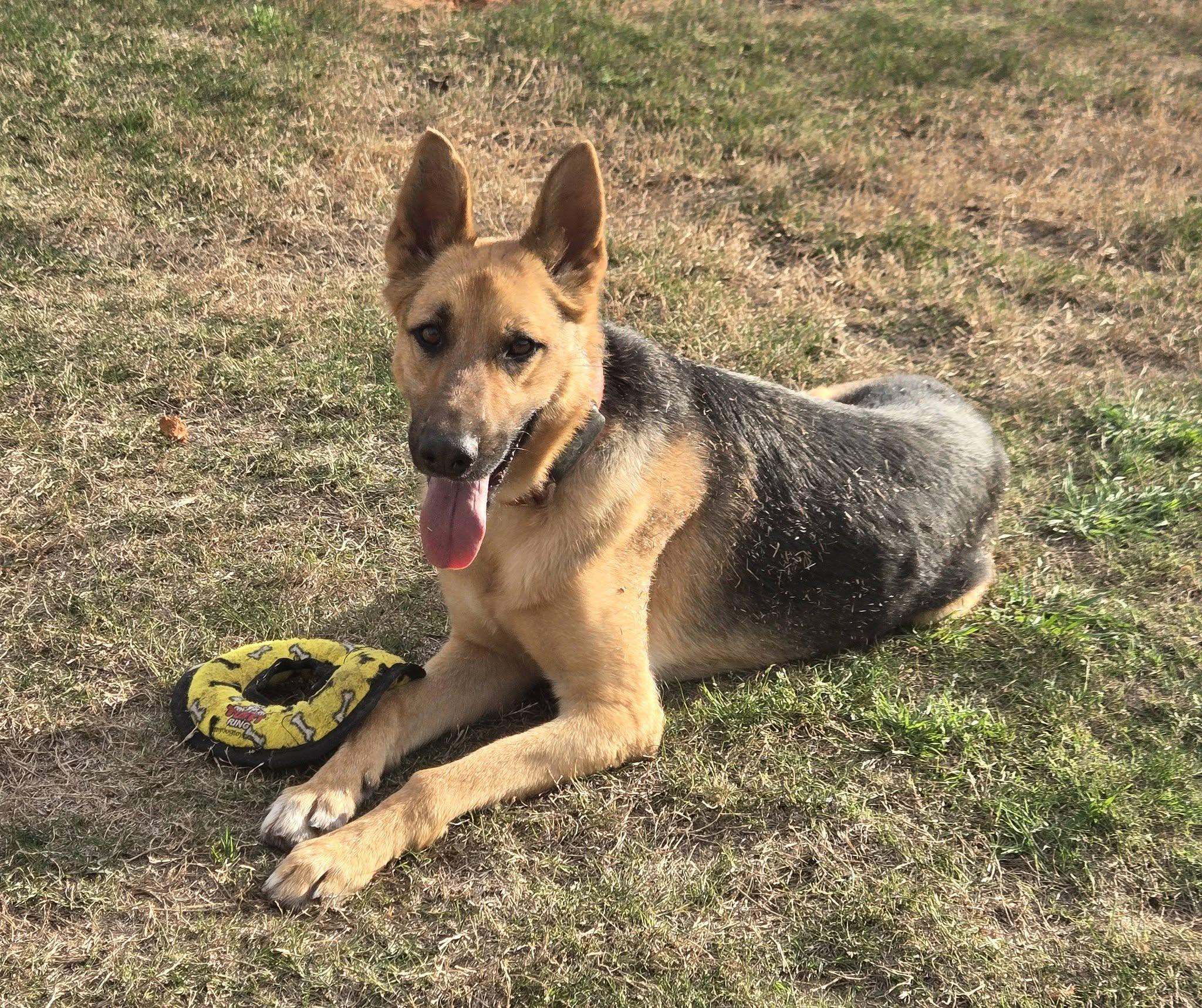 Rocky, ADOPTABLE, Young Male German Shepherd Dog.