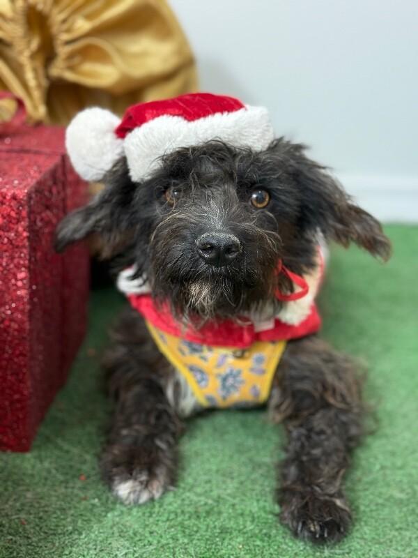 Betty, an adoptable Schnoodle, Border Terrier in Pasadena, CA, 91101 | Photo Image 1