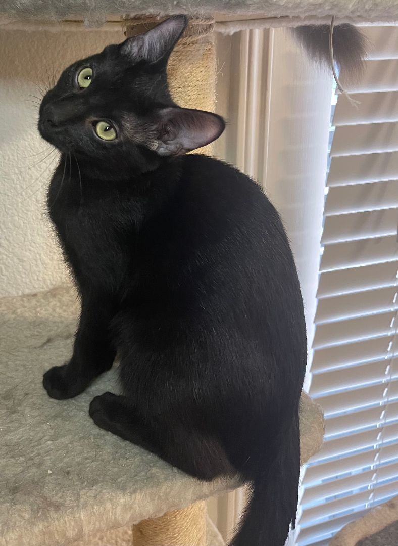Serrano, an adoptable Domestic Short Hair in Arlington, TX image 2/5