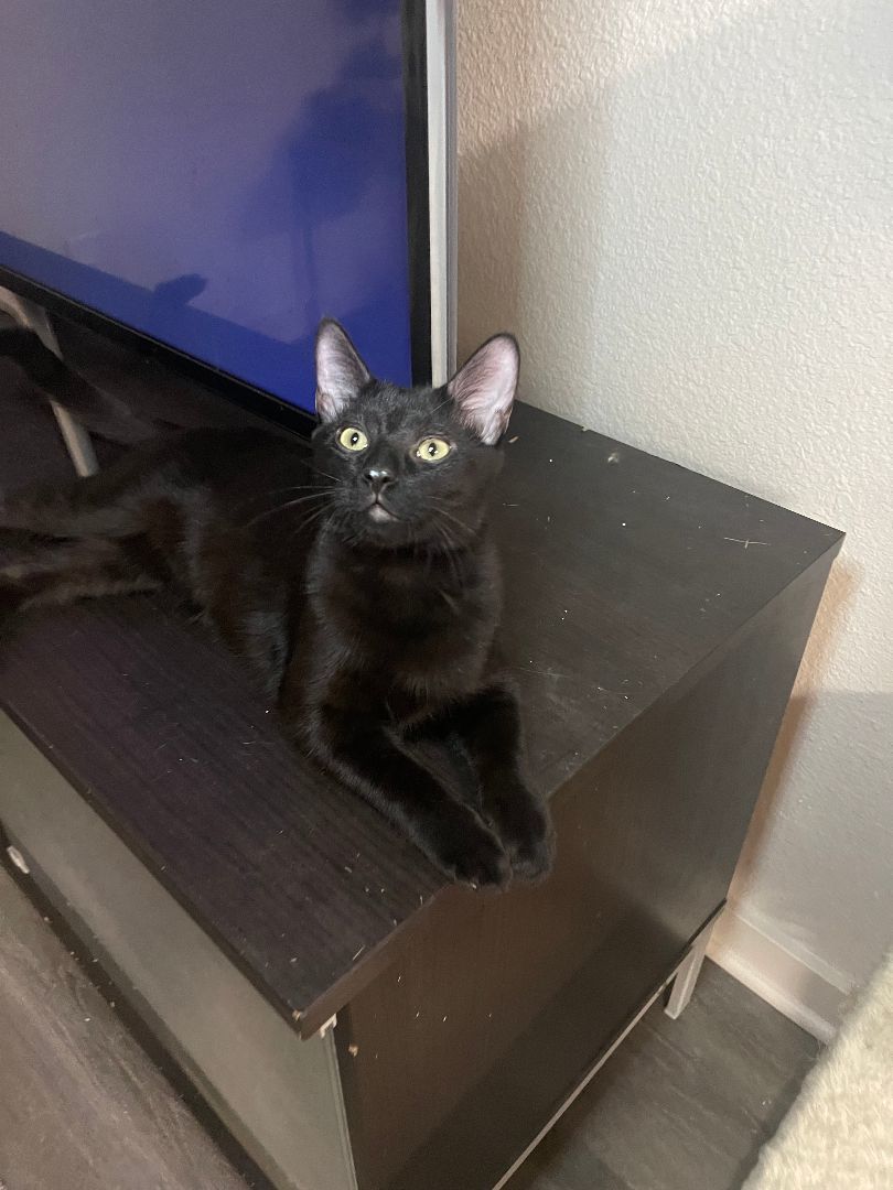 Serrano, an adoptable Domestic Short Hair in Arlington, TX image 3/5