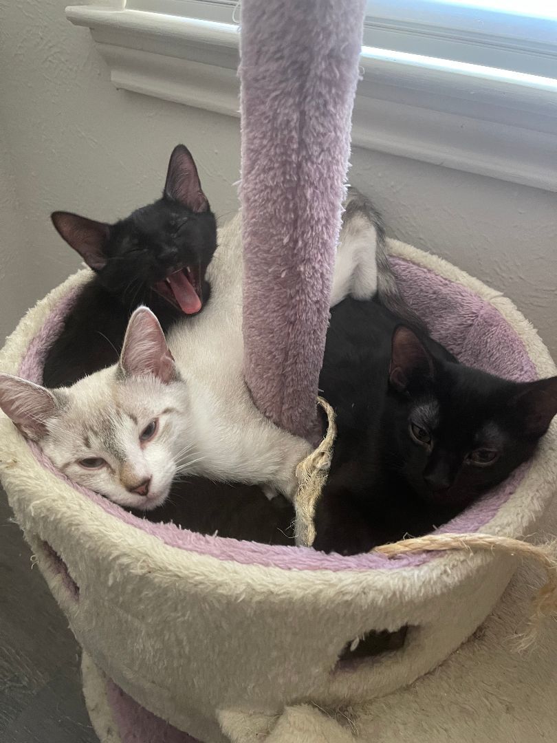 Serrano, an adoptable Domestic Short Hair in Arlington, TX image 4/5