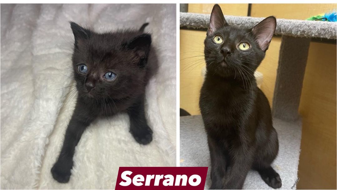 Serrano, an adoptable Domestic Short Hair in Arlington, TX image 5/5