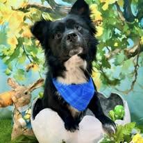 Charlie Chico, a ADOPTABLE mixed breed in Winchester, KY image 3/5