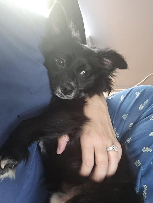 Charlie Chico, a ADOPTABLE mixed breed in Winchester, KY image 4/5