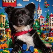 Charlie Chico, ADOPTABLE, Adult Male Pomeranian.