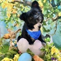 Charlie Chico, a ADOPTABLE mixed breed in Winchester, KY image 2/5
