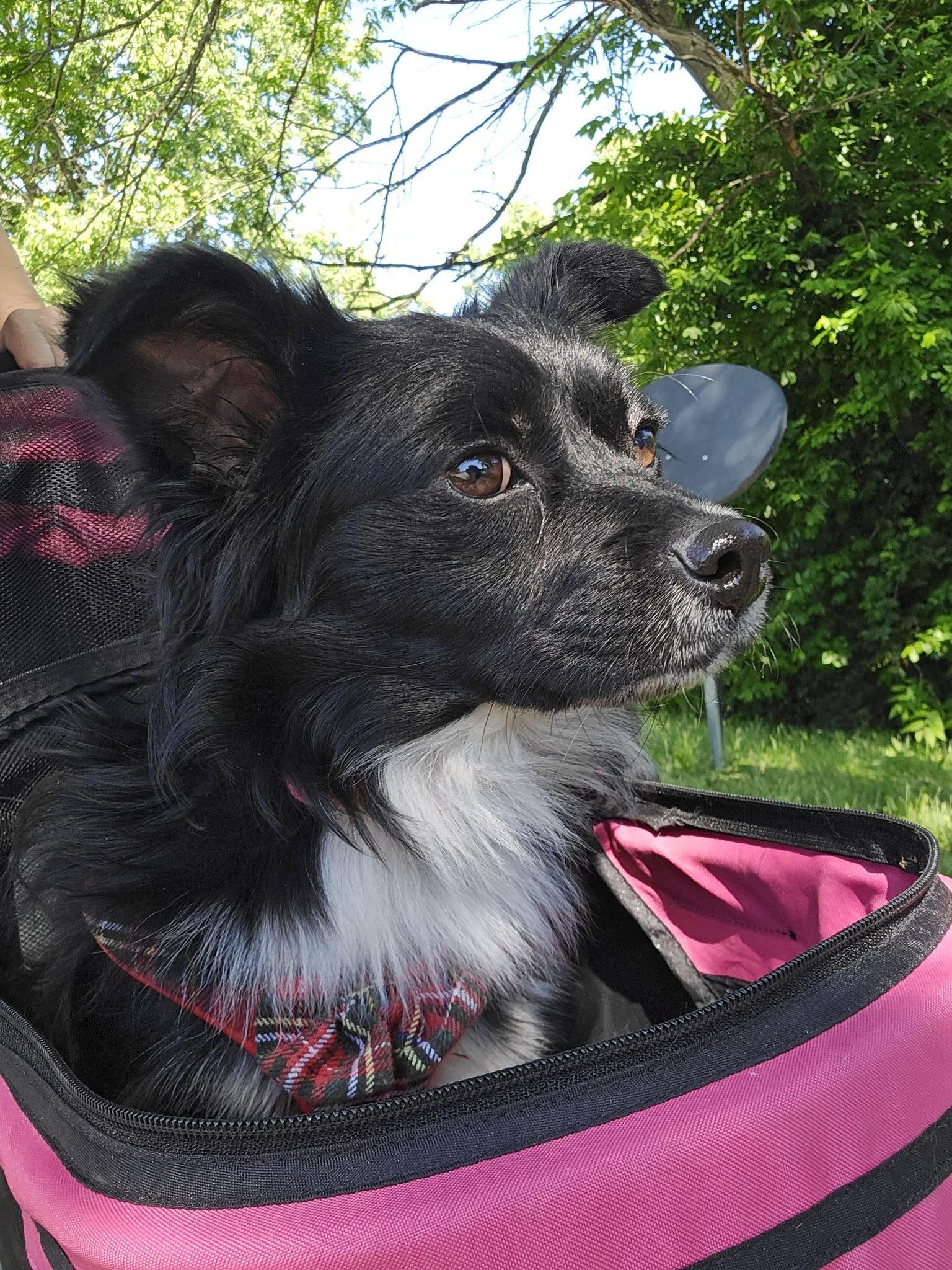 Charlie Chico, a ADOPTABLE mixed breed in Winchester, KY image 5/5