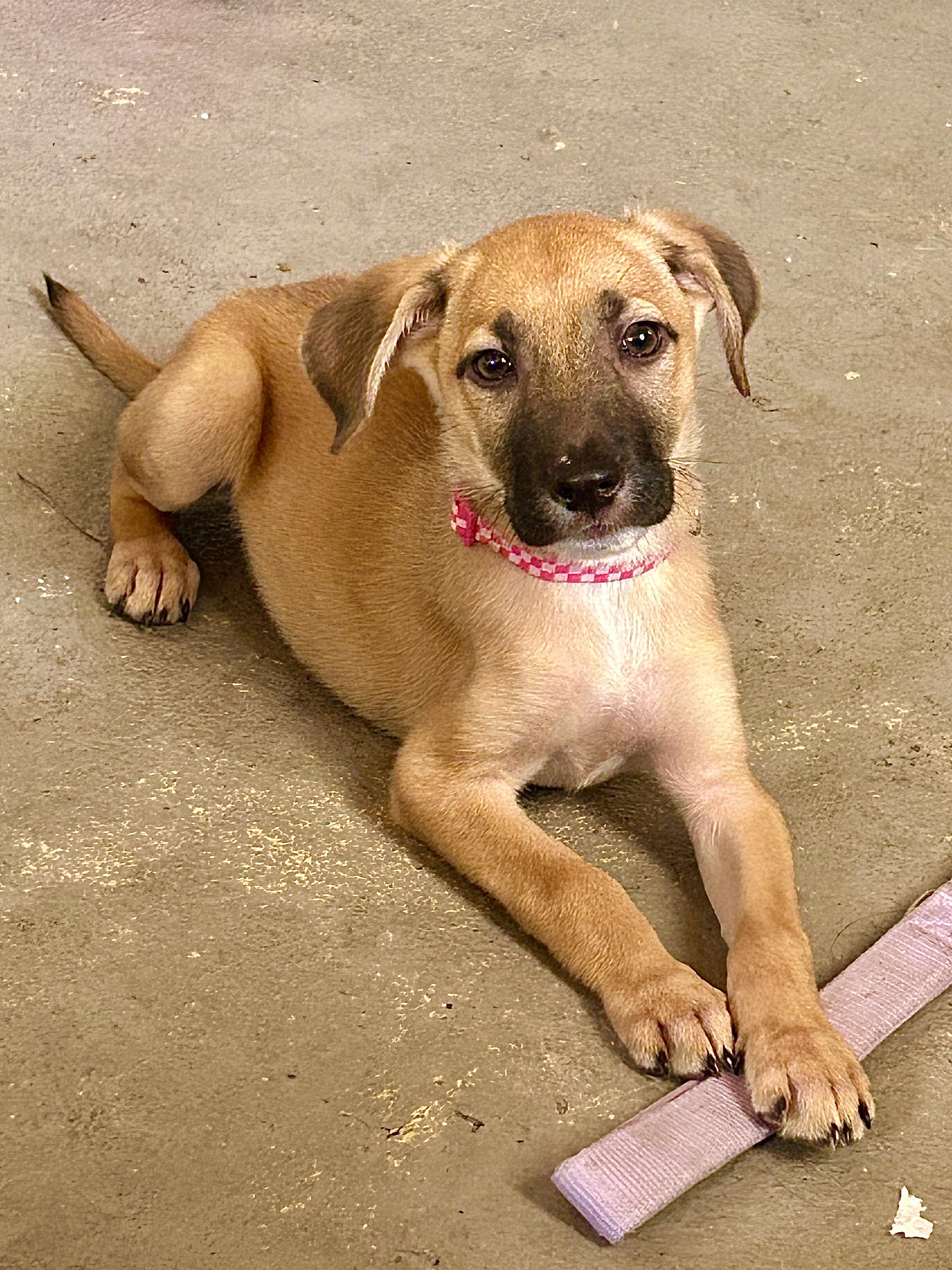 Enlarge Melody - Small, Playful, Loving & Cuddly - LOW ADOPTION FEE, an adopted mixed breed in Boston, MA image 6/6
