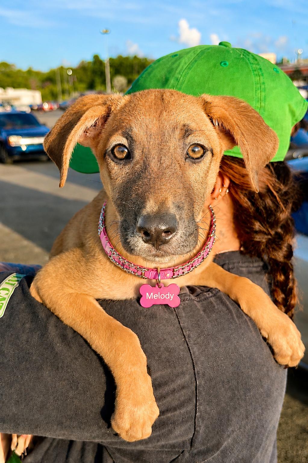 Melody - Small, Playful, Loving & Cuddly - LOW ADOPTION FEE, adopted, Puppy Female Chihuahua & Black Mouth Cur.