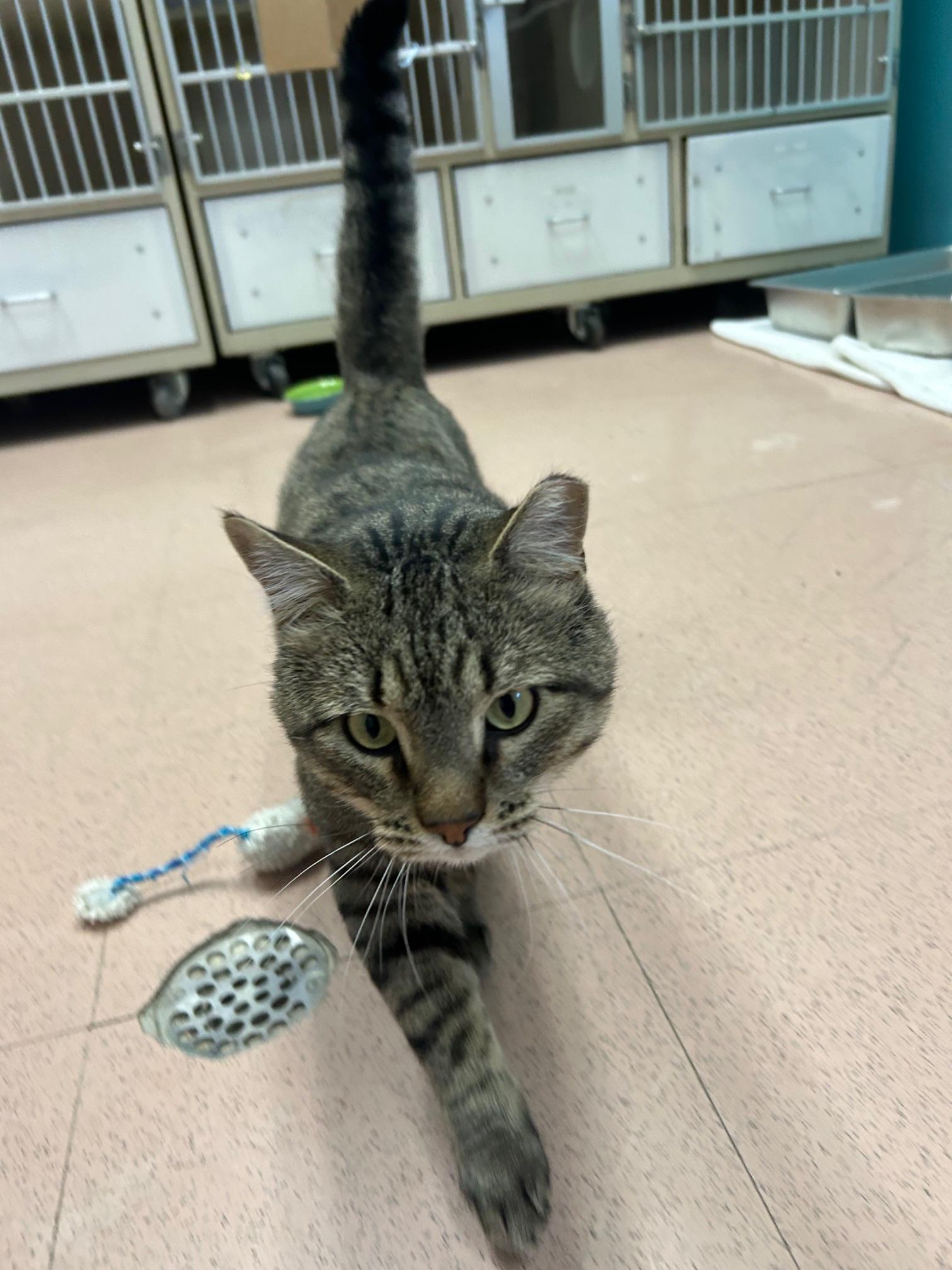 Bob, an adoptable Domestic Short Hair in Steamboat Springs, CO, 80477 | Photo Image 1