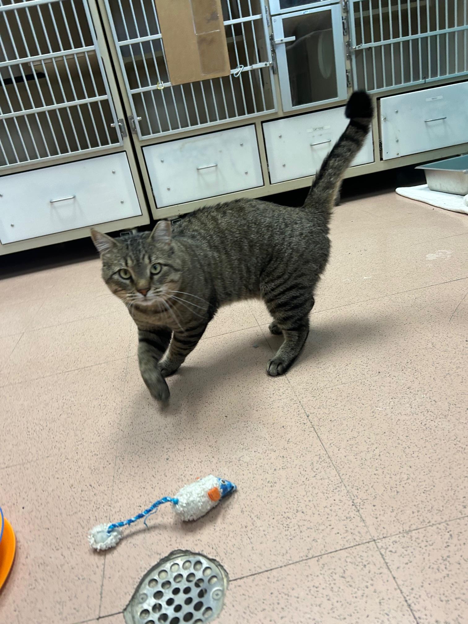 Bob, an adoptable Domestic Short Hair in Steamboat Springs, CO, 80477 | Photo Image 2
