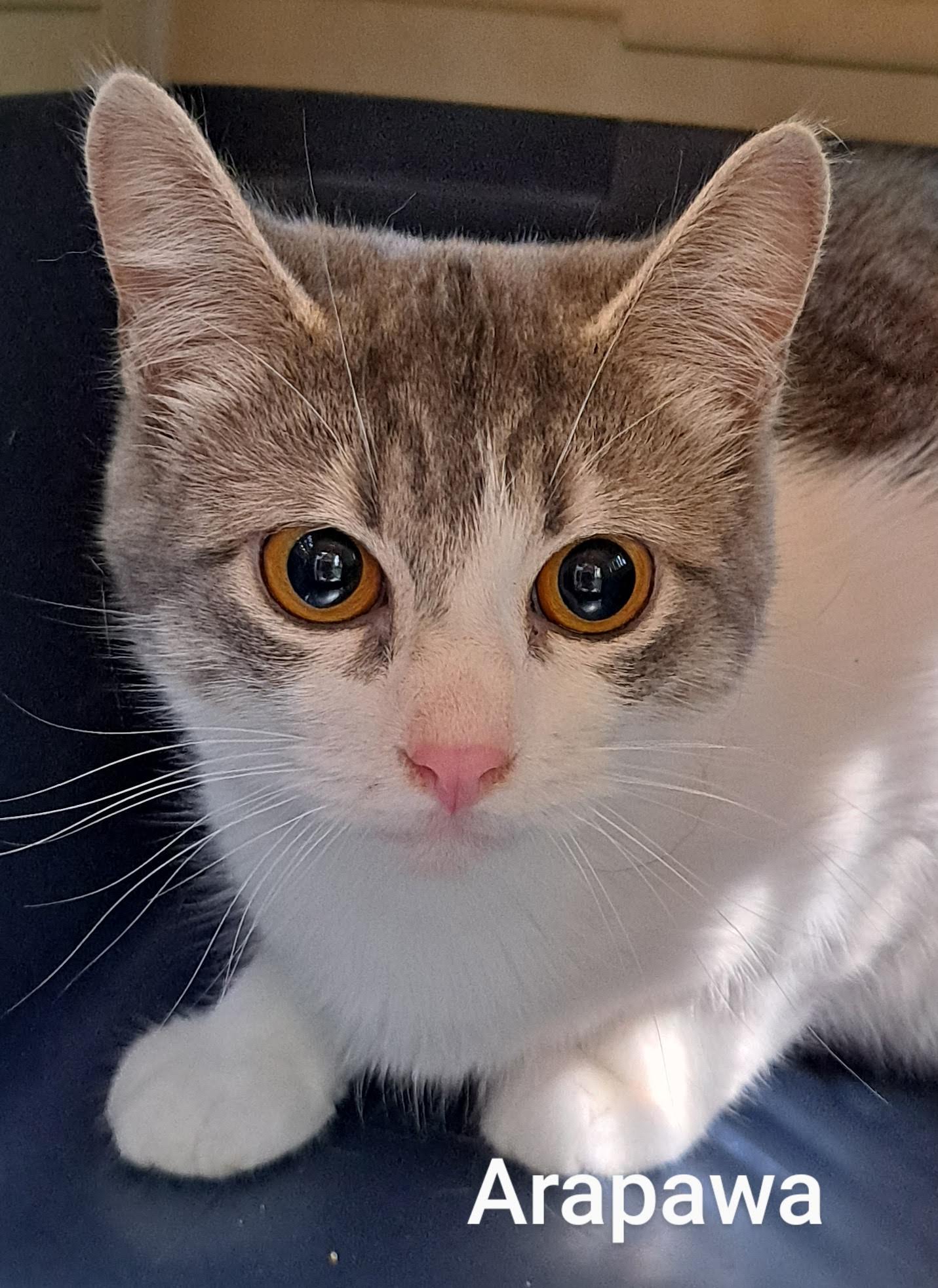 Arapawa, an adopted Domestic Short Hair in Maple Ridge, BC_image-1