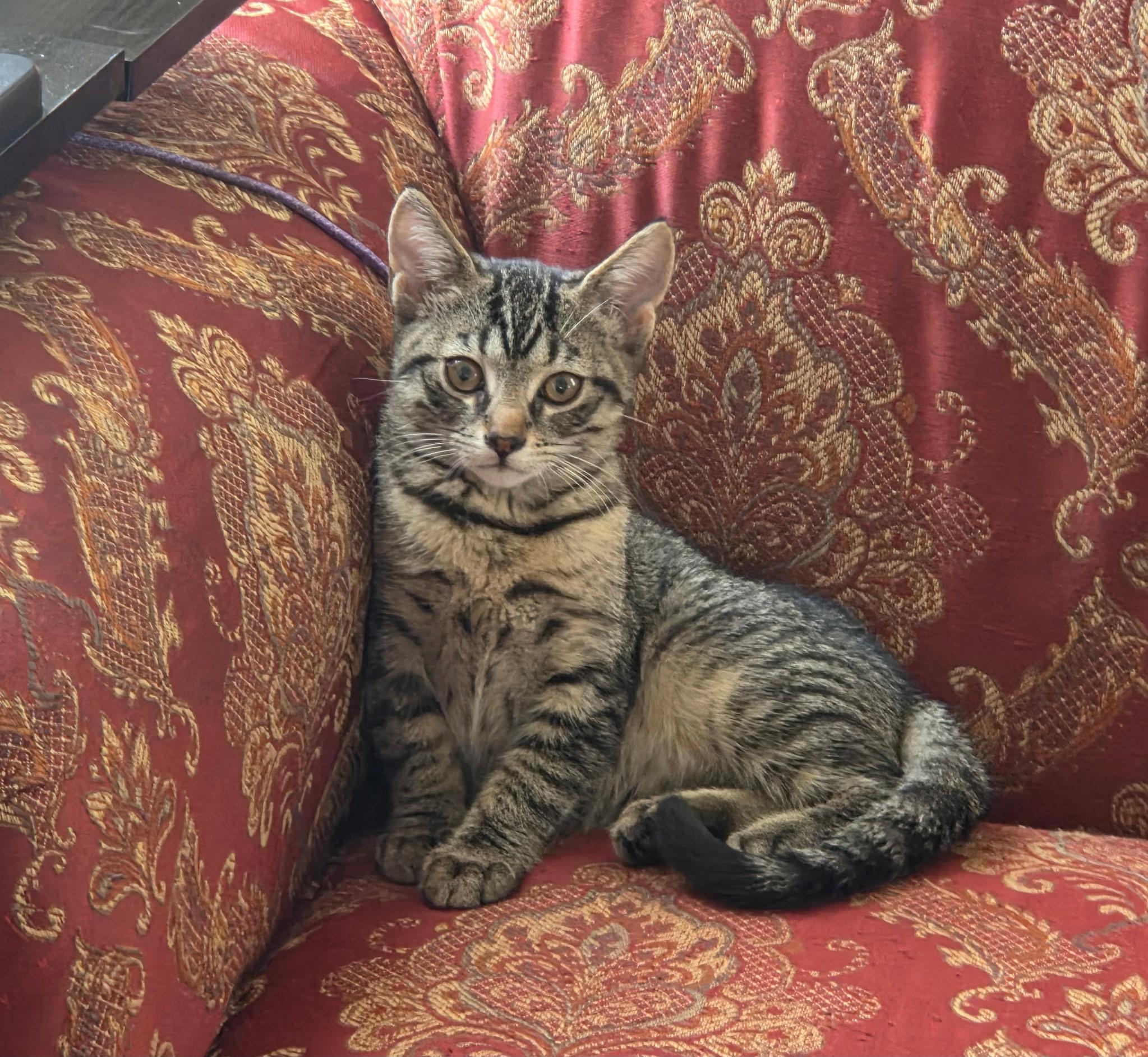 Misifu, Adoptable, Kitten Female Domestic Short Hair.