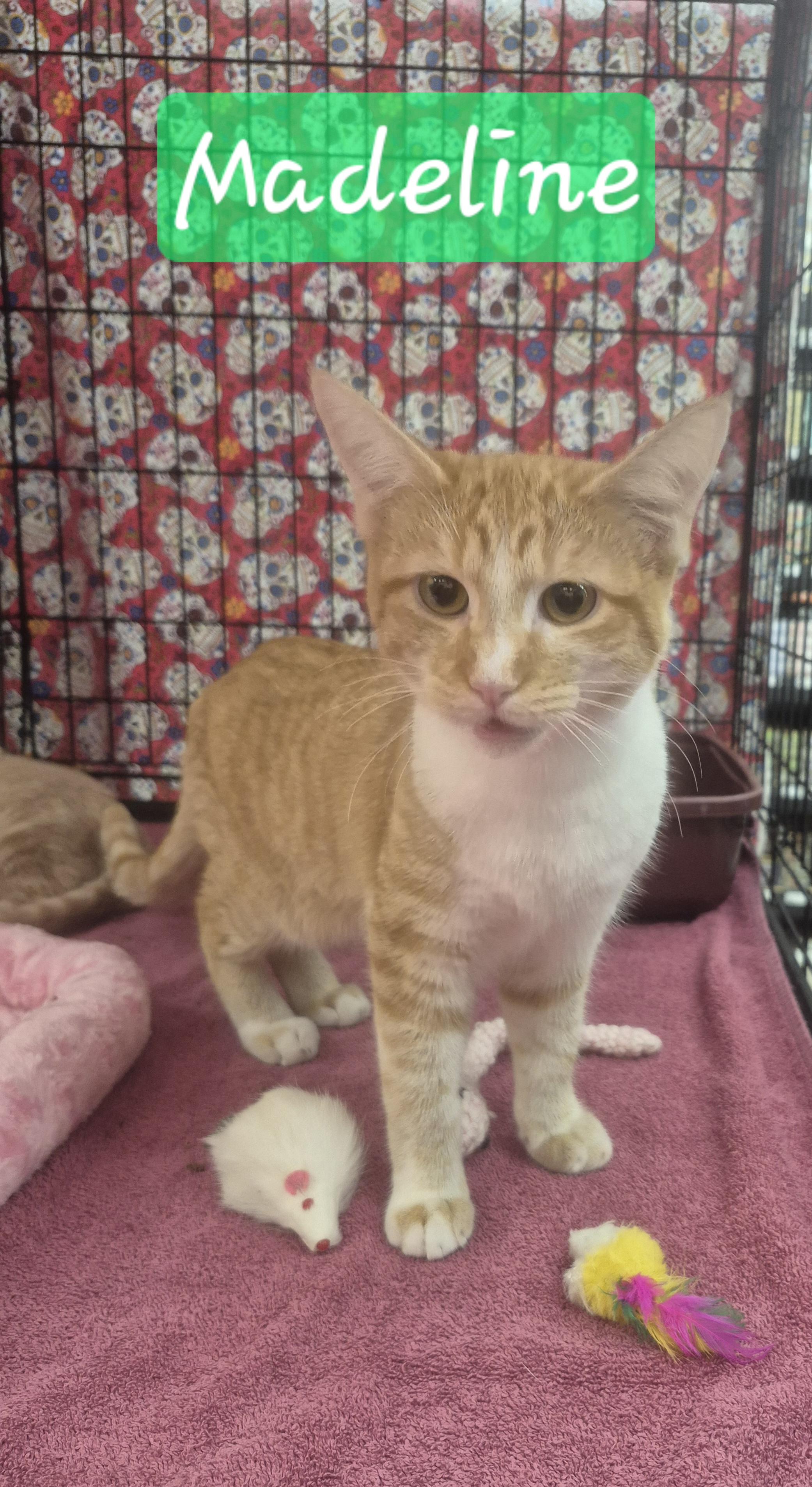 Enlarge Madeline, a ADOPTABLE mixed breed in Albuquerque, NM image 1/2