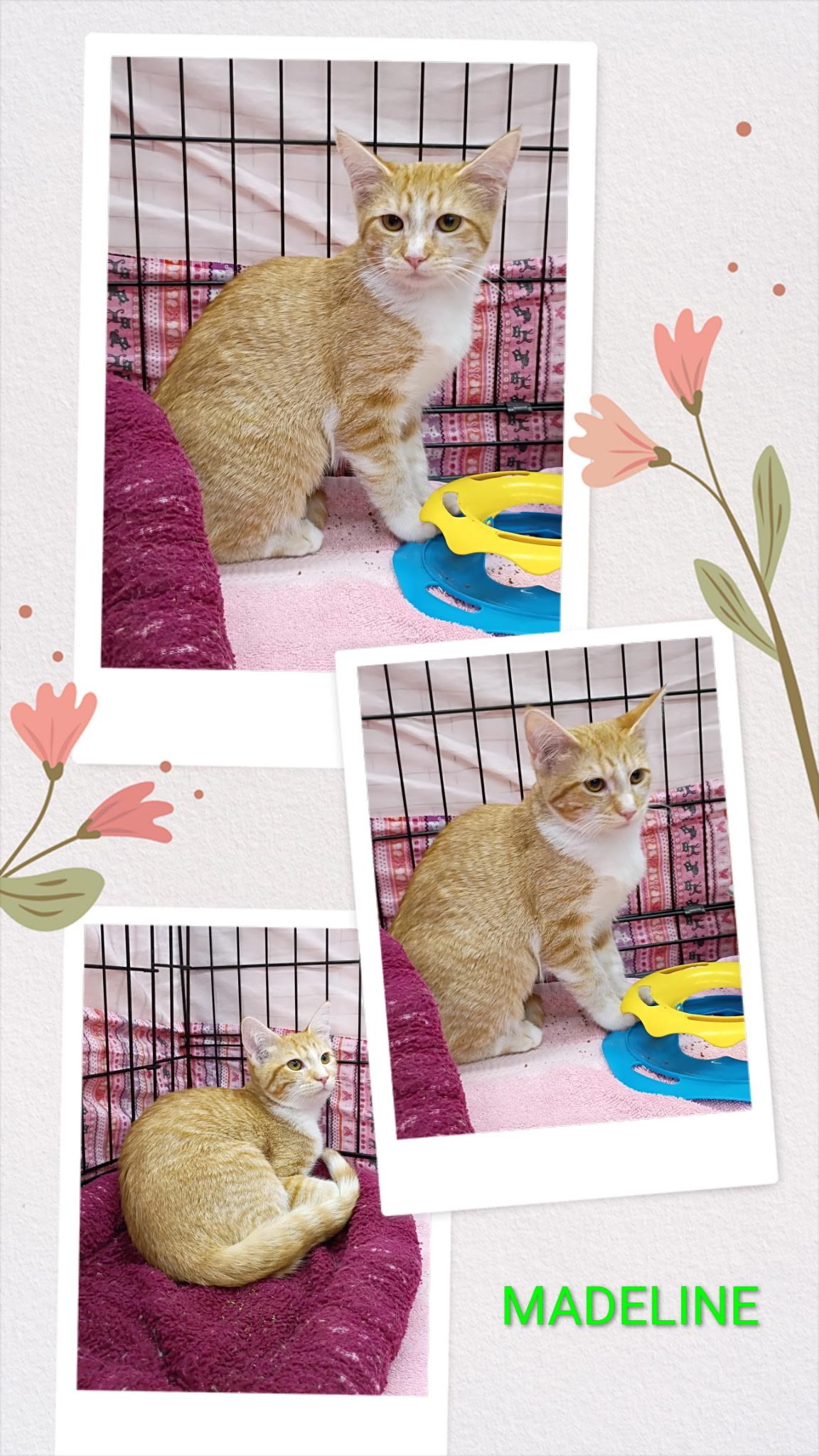 Madeline, ADOPTABLE, Young Female American Shorthair.