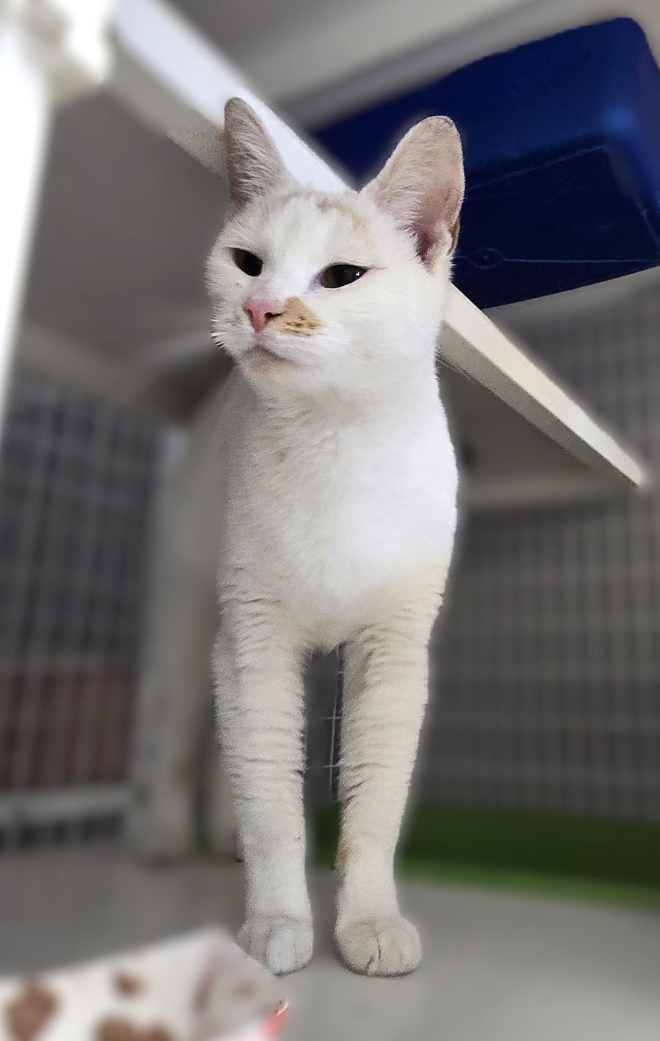 Enlarge Rosemary, an adopted Domestic Short Hair in Milford, CT image 1/3