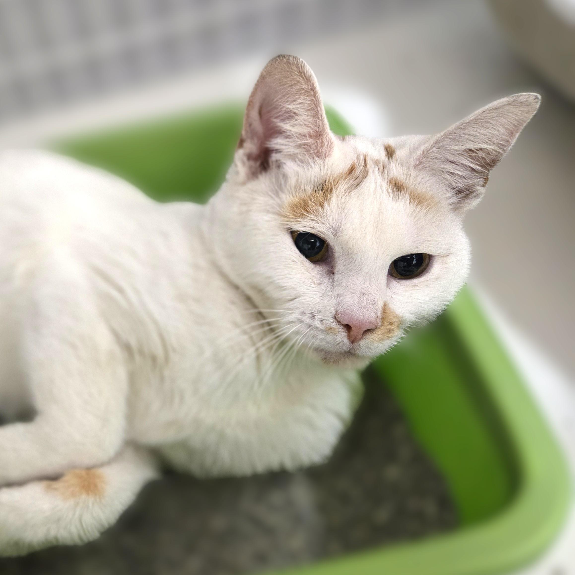 Enlarge Rosemary, an adopted Domestic Short Hair in Milford, CT image 2/3