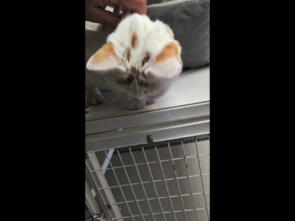 Enlarge Rosemary, an adopted Domestic Short Hair in Milford, CT video 3/3