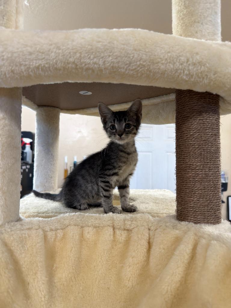 Bagel, Adopted, Kitten Female Domestic Short Hair.