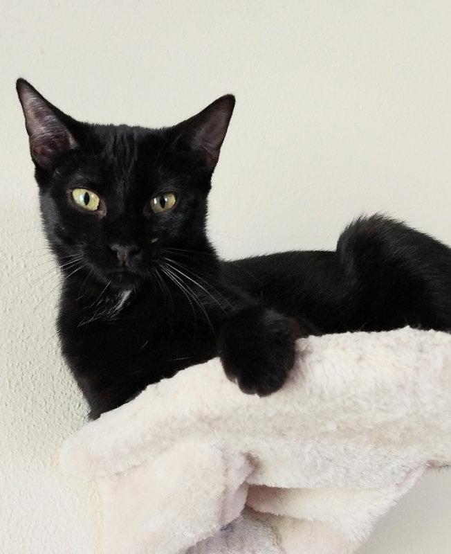 Enlarge Sheba, a Adoptable mixed breed in Ocala, FL image 2/3