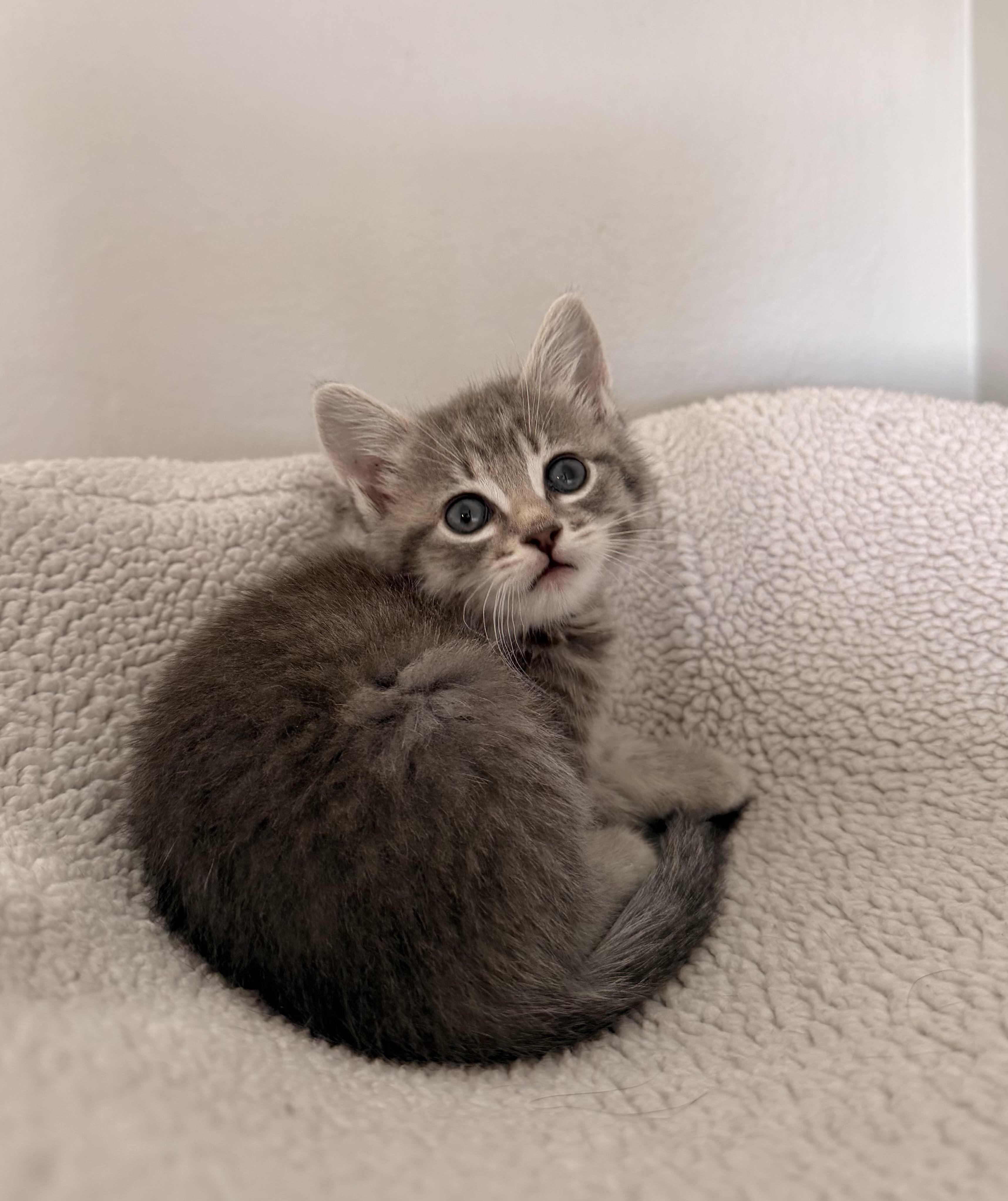 Lucy, Adoptable, Kitten Female Domestic Short Hair.
