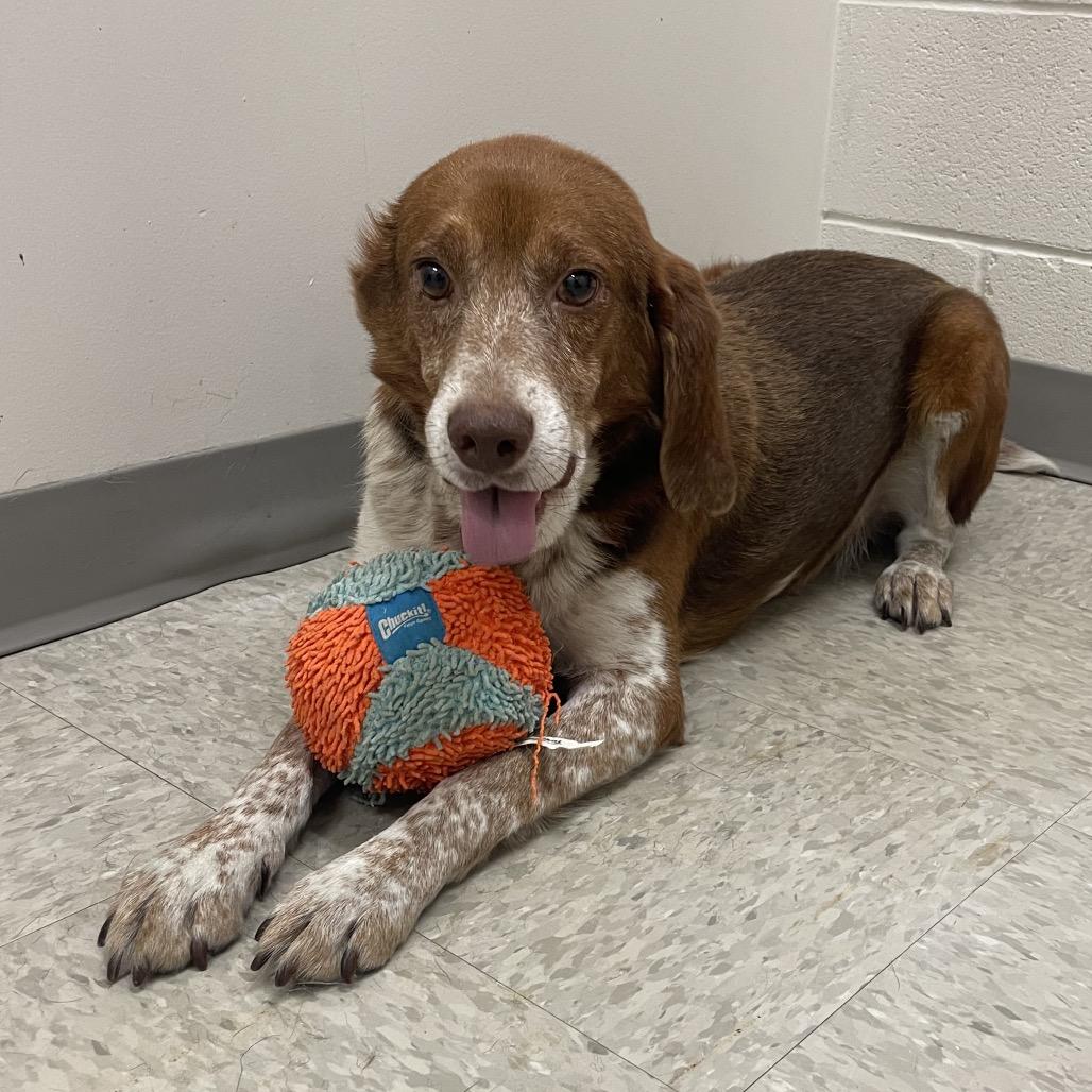 Rocky, Adoptable, Adult Male Hound.