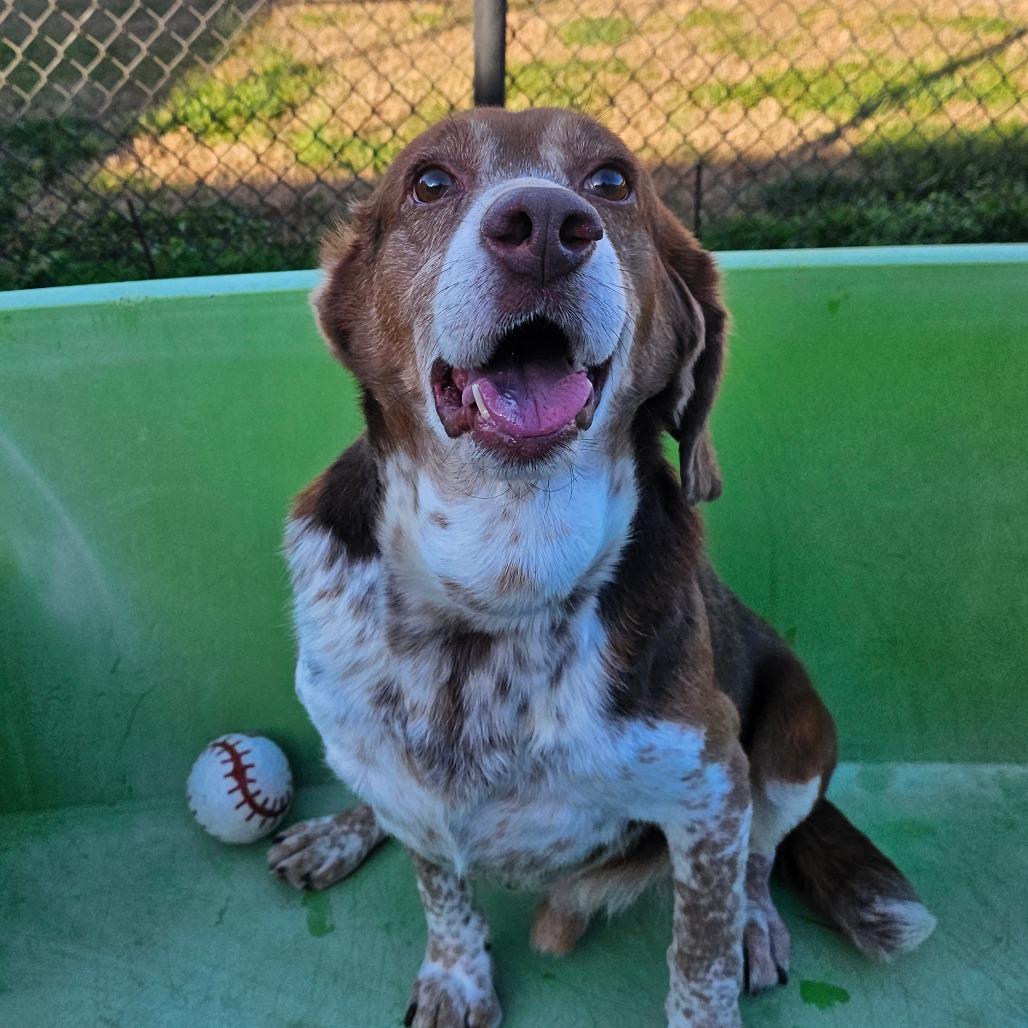 Rocky, a Adoptable Hound in Concord, NC image 2/5