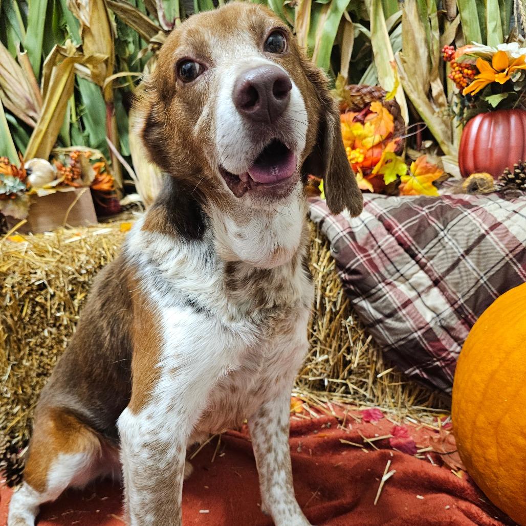 Rocky, a Adoptable Hound in Concord, NC image 3/5