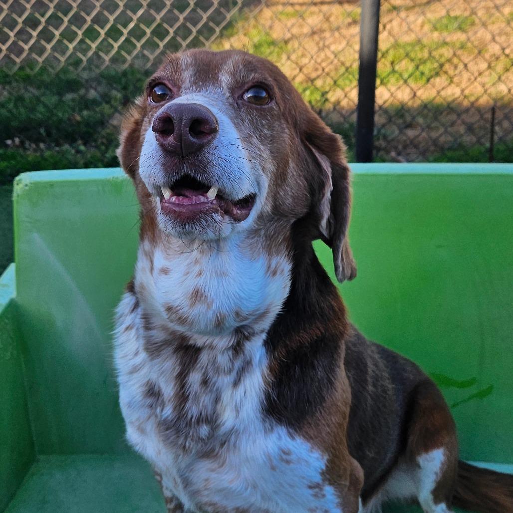 Rocky, a Adoptable Hound in Concord, NC image 4/5