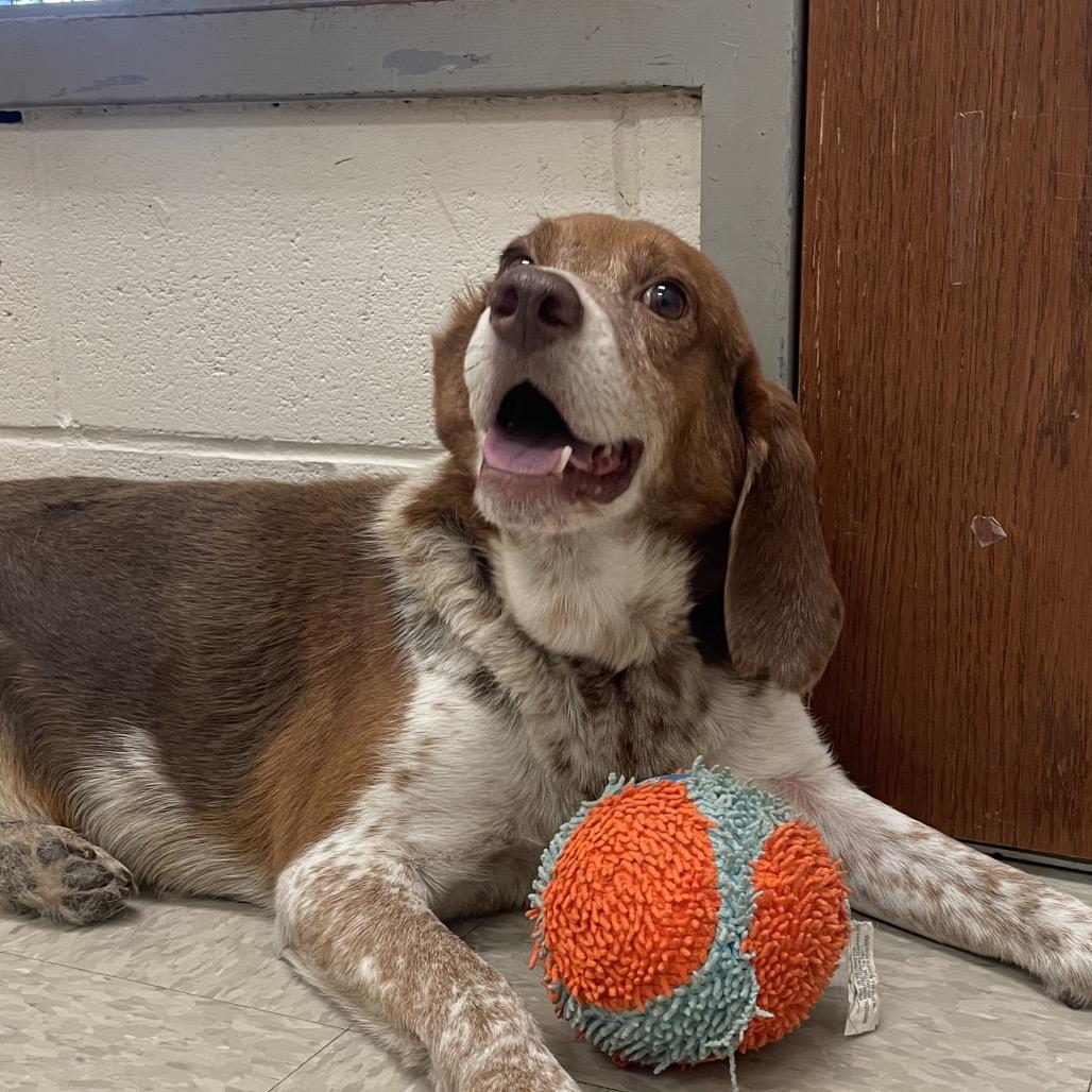 Rocky, a Adoptable Hound in Concord, NC image 5/5