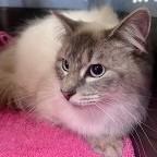 Enlarge Churro, a ADOPTABLE Siamese in St. Augustine, FL image 1/1