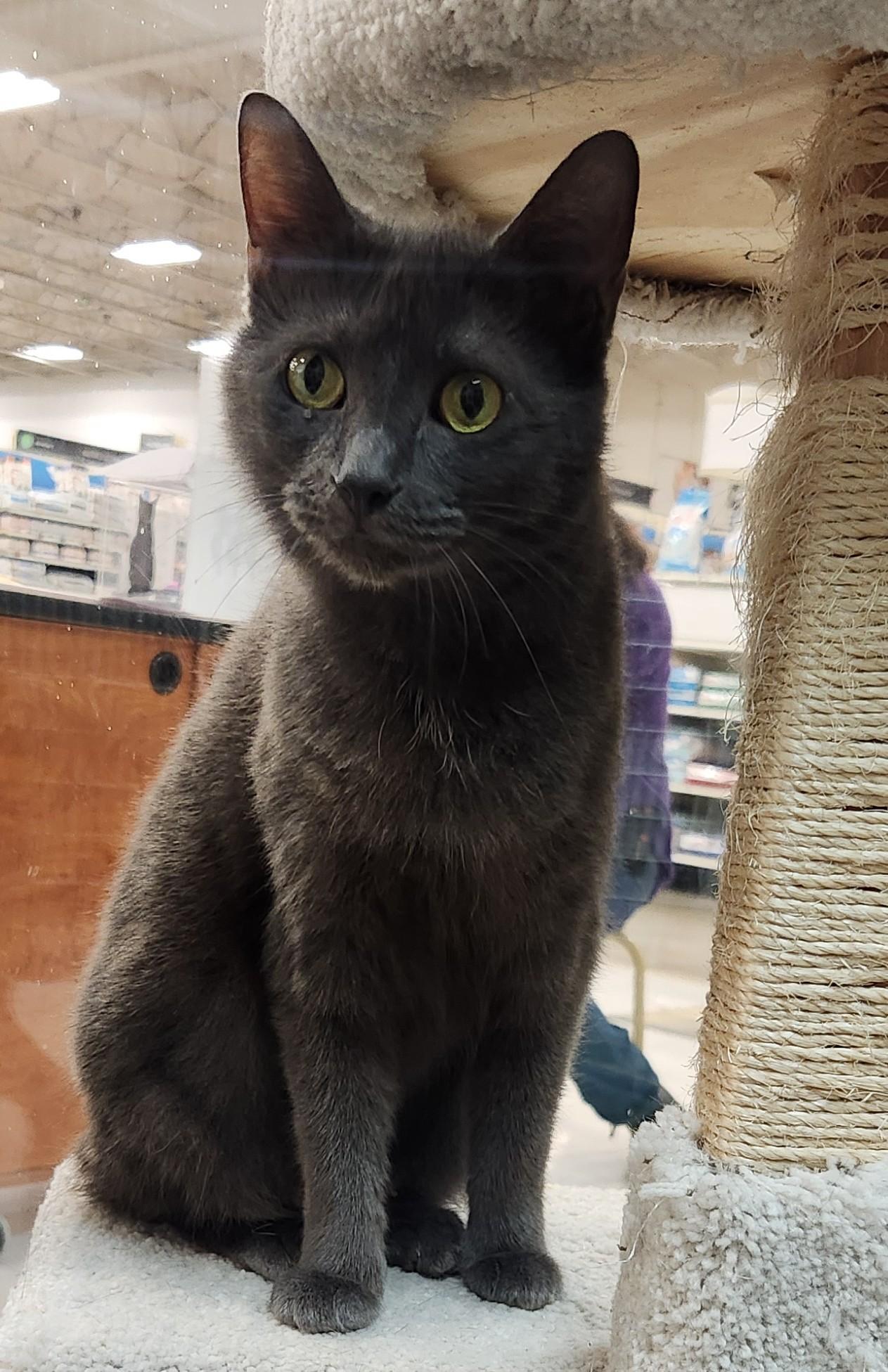Phoenix, ADOPTABLE, Adult Female Domestic Short Hair.