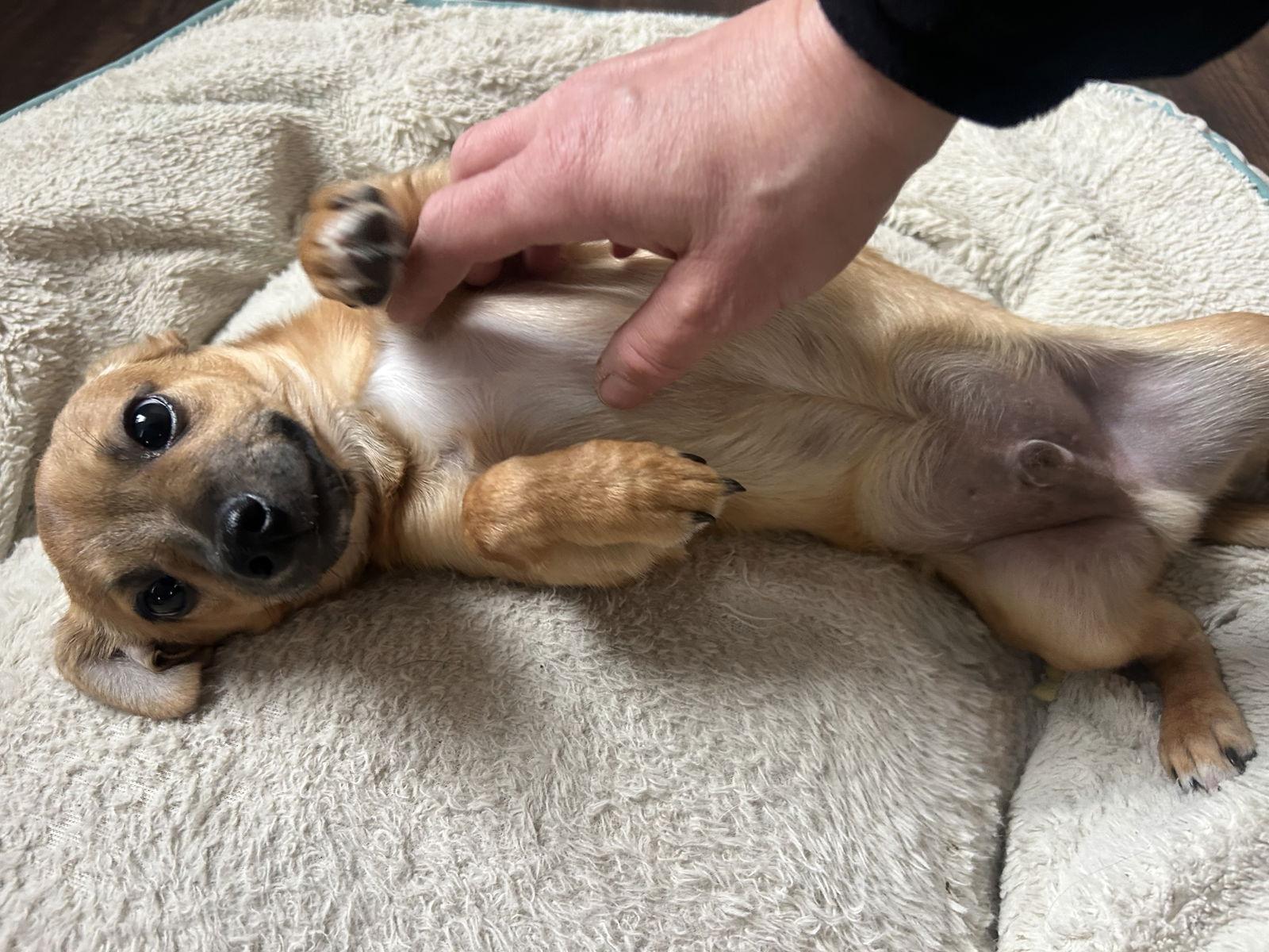 Tippy, Adoptable, Puppy Male Chihuahua.