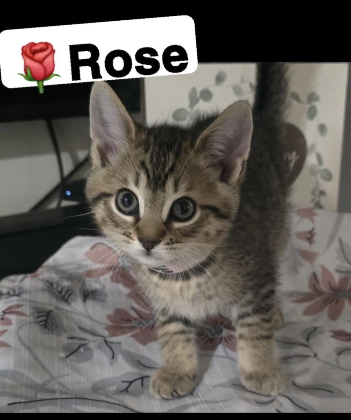 Rose & Corey photo 2