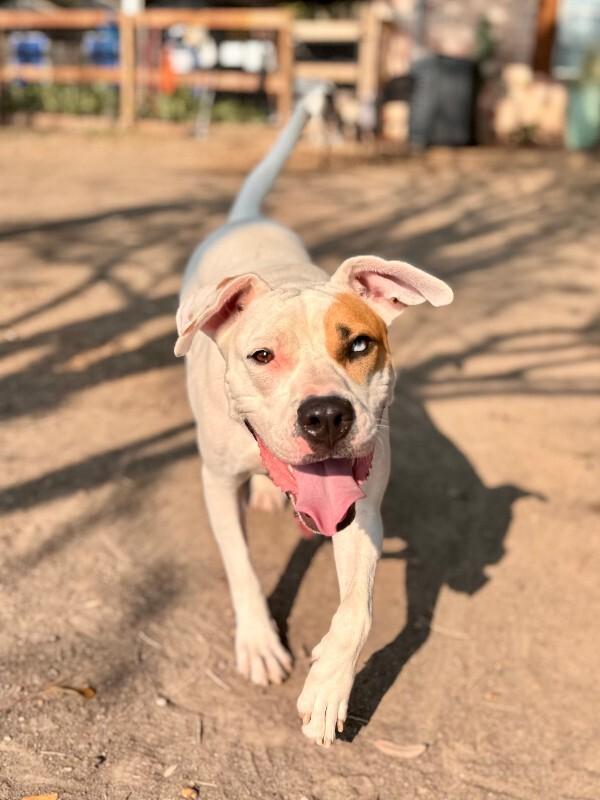 Enlarge Billie Jean Jager, a Adoptable mixed breed in Friendswood, TX image 1/6