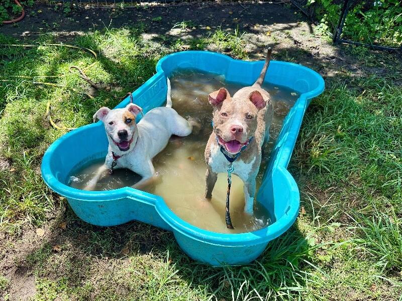 Enlarge Billie Jean Jager, a Adoptable mixed breed in Friendswood, TX image 2/6