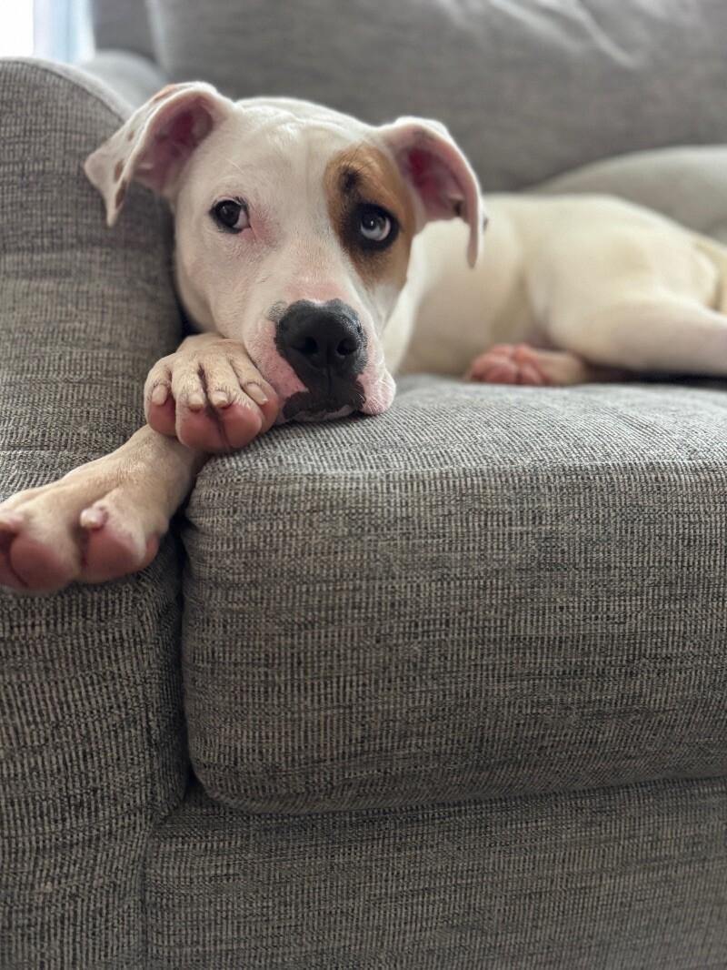 Enlarge Billie Jean Jager, a Adoptable mixed breed in Friendswood, TX image 3/6