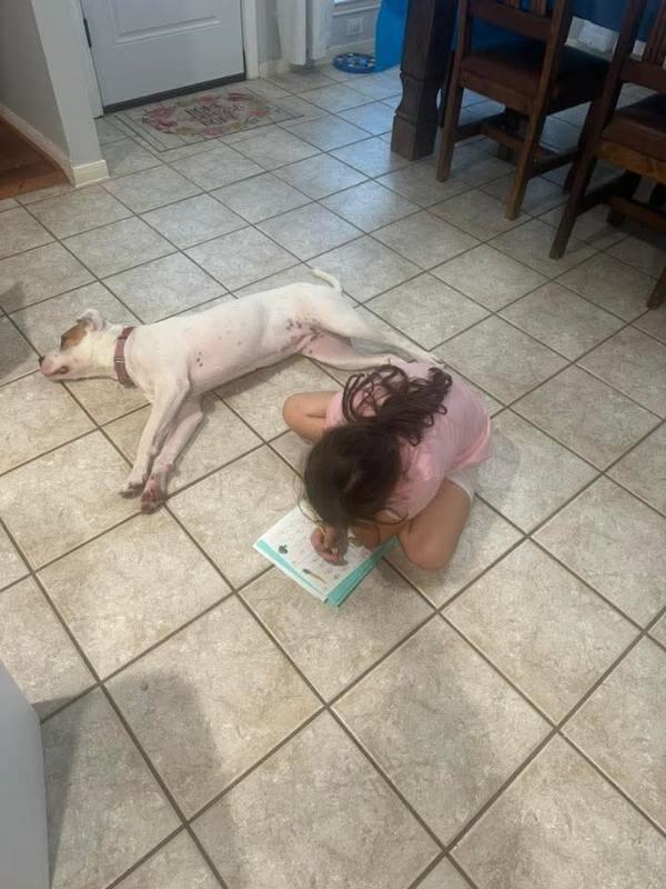 Enlarge Billie Jean Jager, a Adoptable mixed breed in Friendswood, TX image 5/6