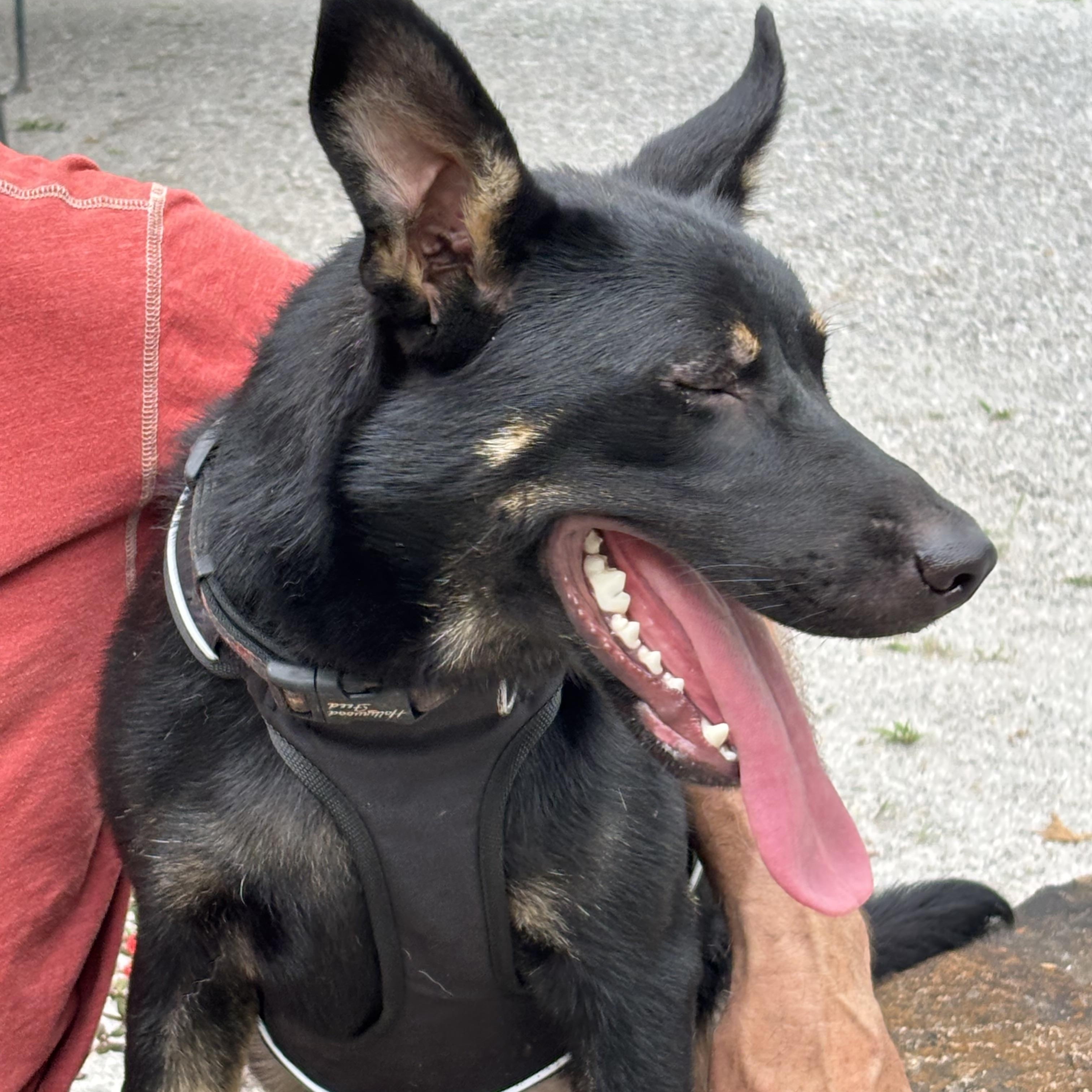 Gracie, Young Female unknown